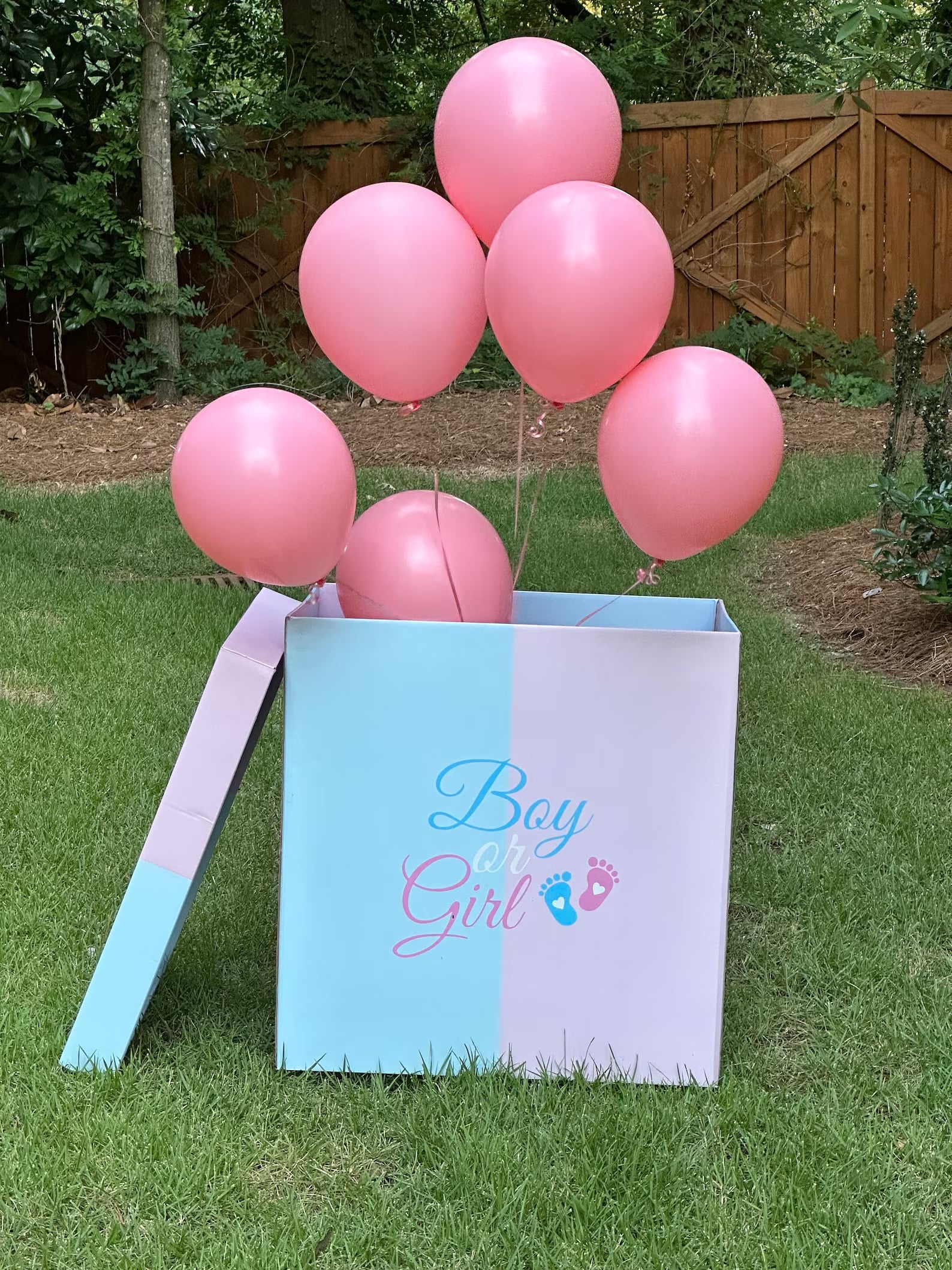 Pink balloons coming out of a gender reveal box.