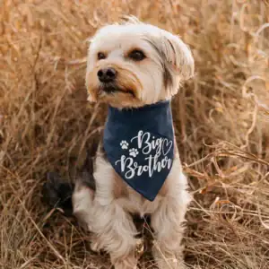 Pregnancy announcement with dogs