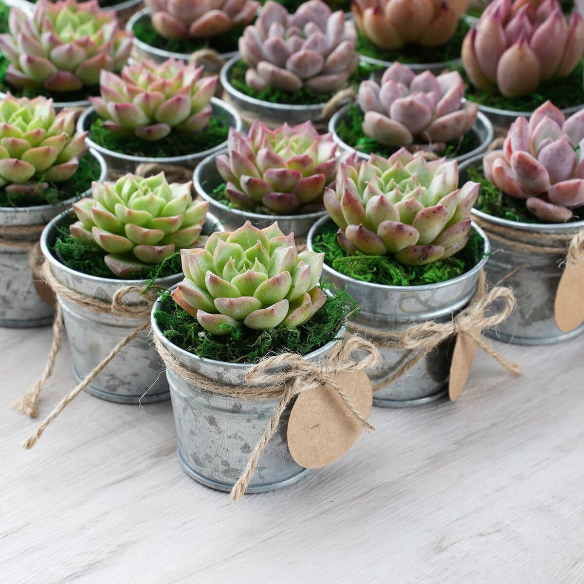 Small galvanized metal pots filled with green and pink succulents, wrapped with twine bows and kraft paper tags, arranged neatly on a light wood surface.
