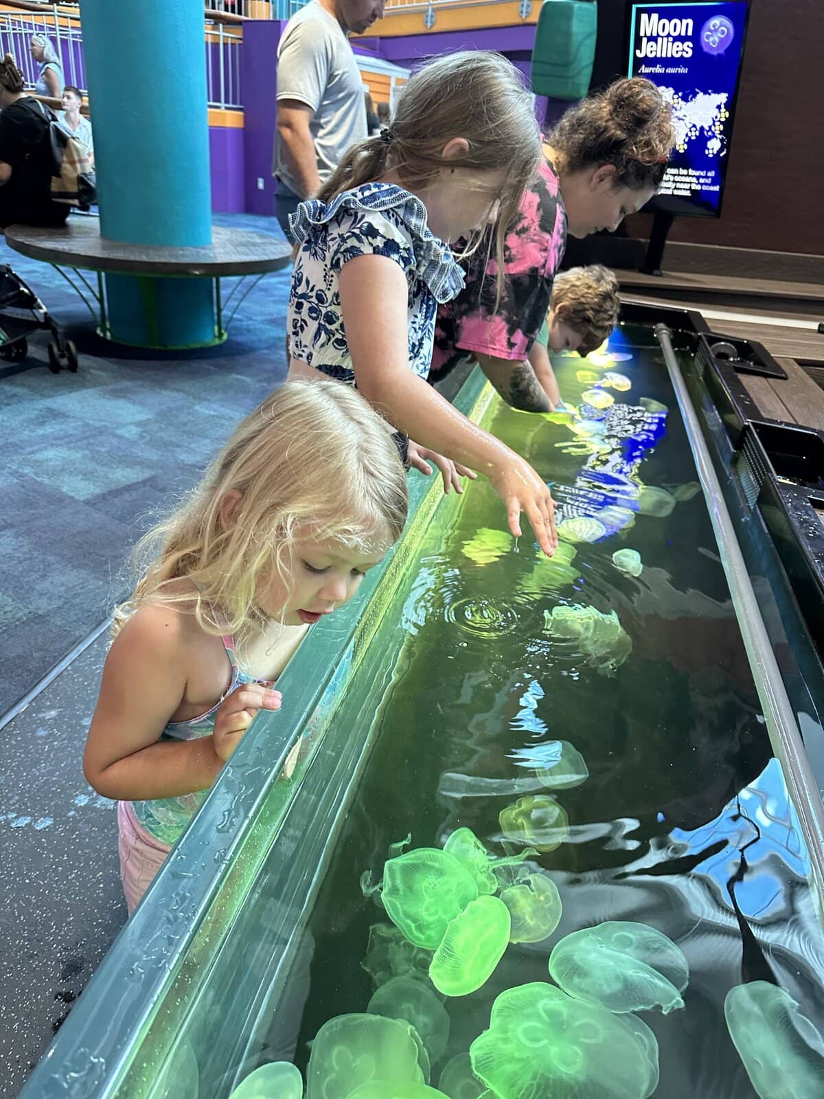 Girls dipping their hands in a touch tank at an aquarium.