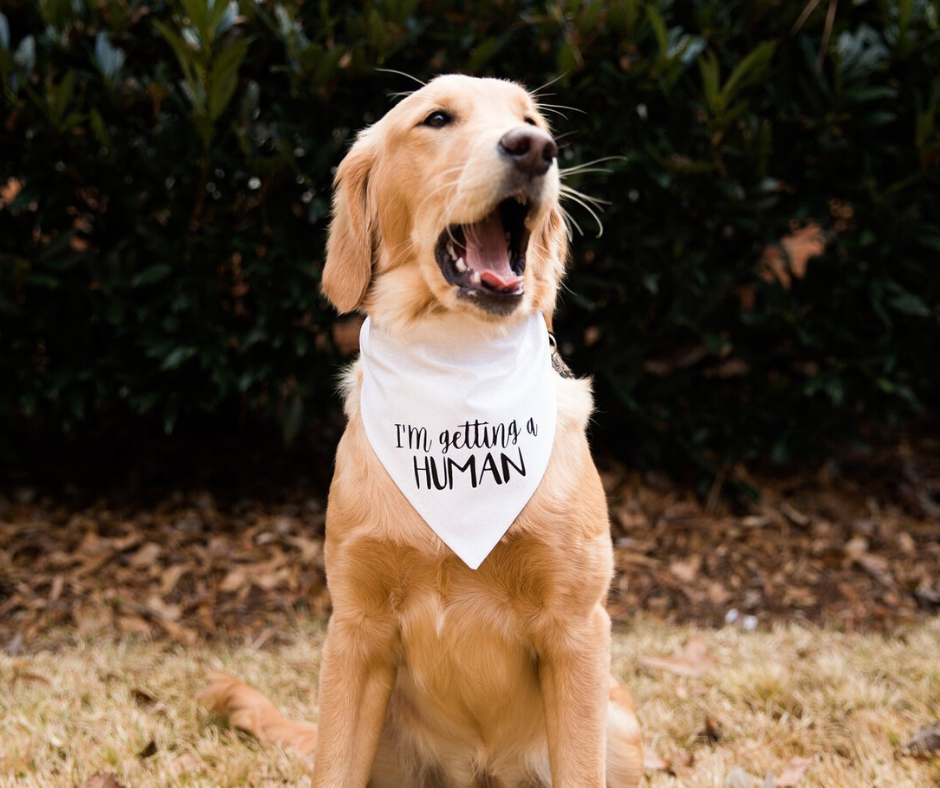 Dog wearing a pregnancy announcement bandana.