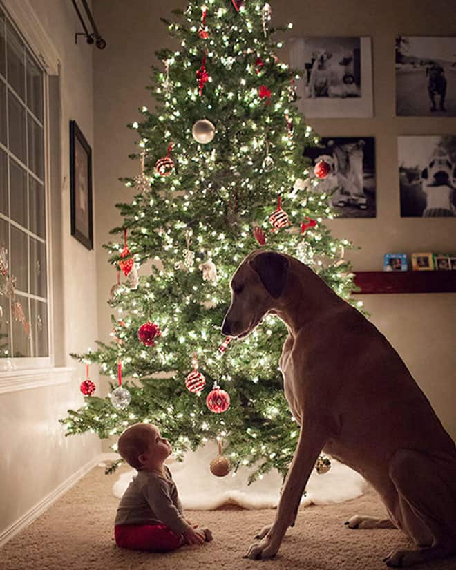 Baby sitting on the floor looking up at a large dog in front of a glowing Christmas tree decorated with red and white ornaments.